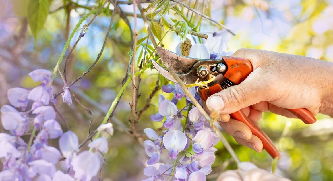 December gardening jobs: Four tasks that must be completed next month