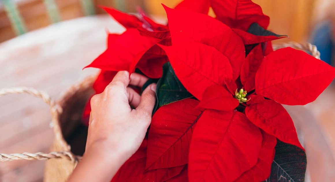 Gardening guru shares where to never keep a poinsettia in your home