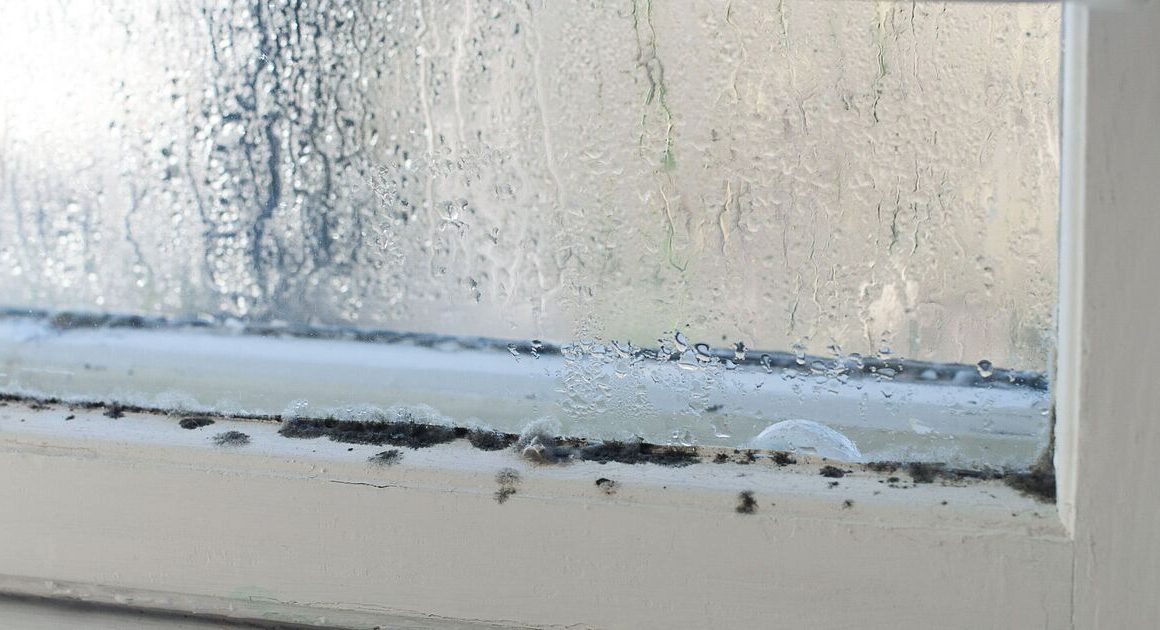 How to remove condensation, mould and dampness from windows for good with 1 kitchen item