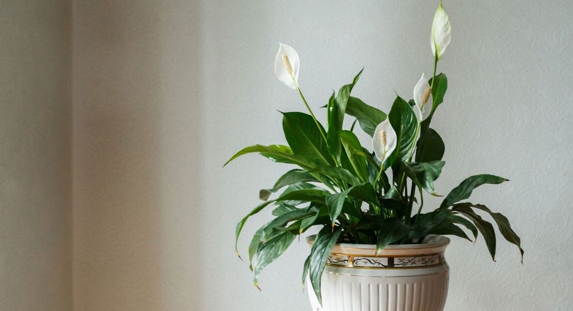 Best place to keep peace lilies in winter to avoid them dying