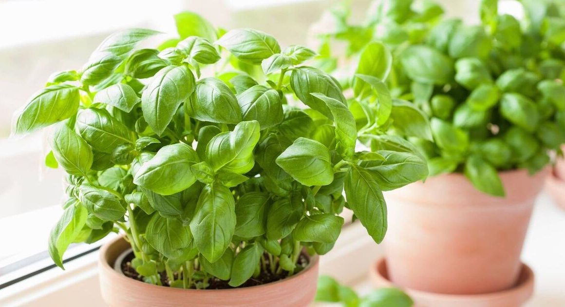 How to grow unlimited basil with 52p hack using just a supermarket bag