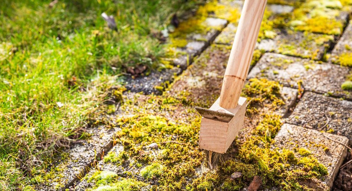 ‘Very effective’ ingredient to remove patio algae in 20 minutes – not baking soda