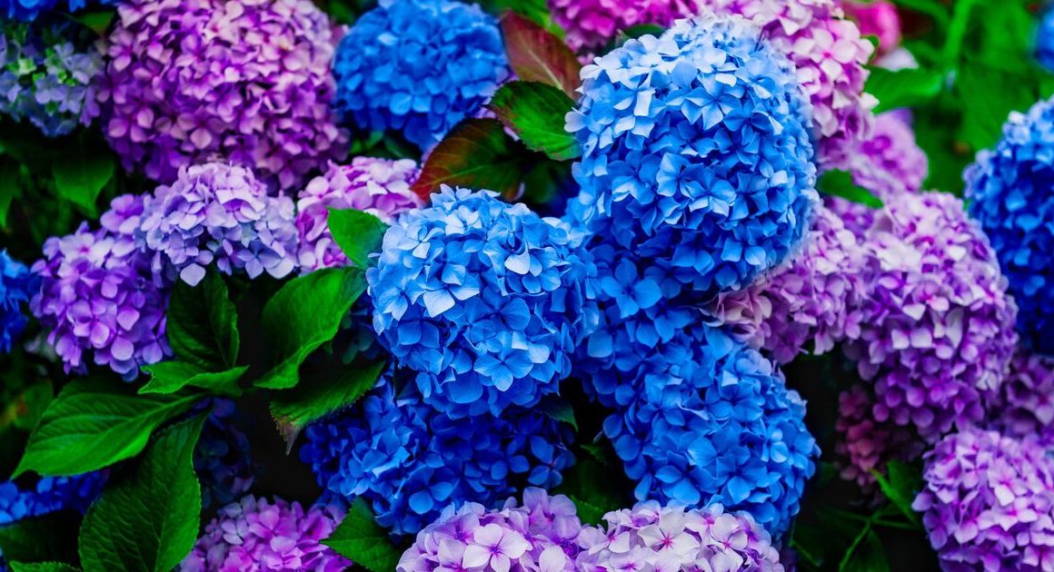 How to grow bigger hydrangeas by avoiding 1 common task