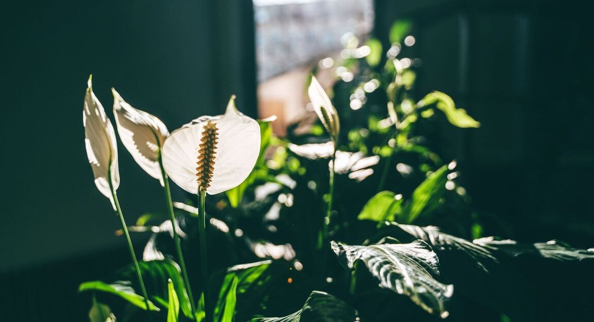 Peace lilies will bloom if you follow plant expert’s tips