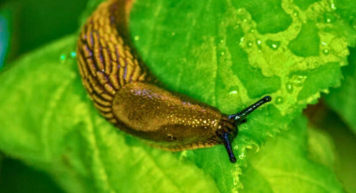 Slugs keep out of gardens permanently if you grow 3 plants they ‘absolutely hate’