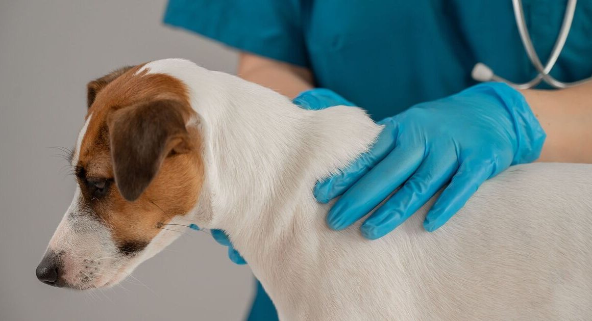 Vet issues warning over painful condition that 40% of UK dogs secretly suffer from