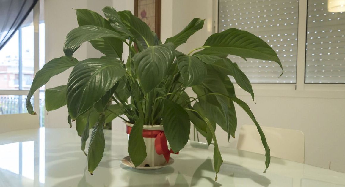 Perfect temperature for peace lily houseplant to bloom