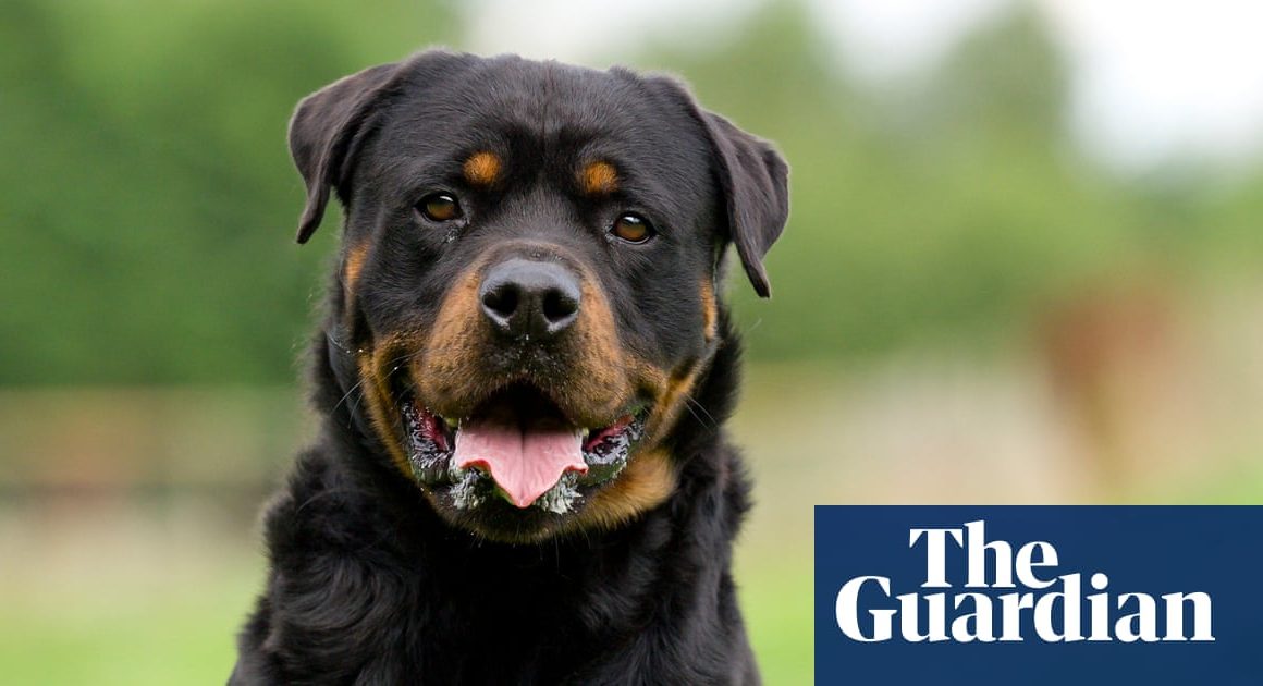 Would you risk stealing a rottweiler? More and more criminals are prepared to … | Dogs