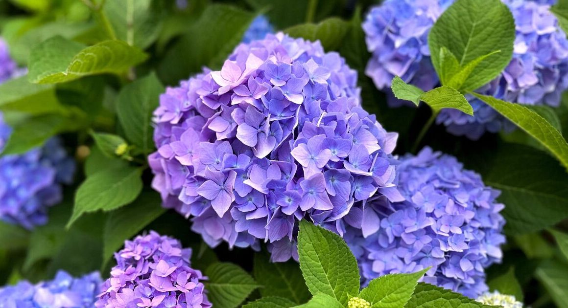 Gardeners urged to try expert’s easy hack to get spectacular hydrangeas bloom this spring