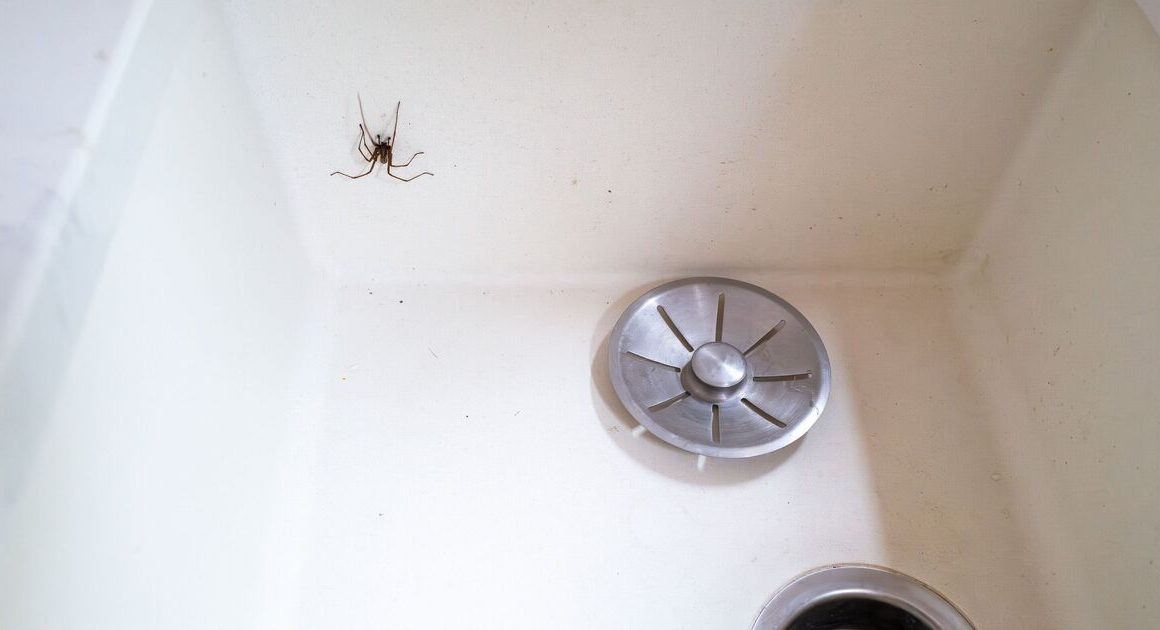 Keep spiders away with expert’s tip using item that ‘strongly deters’ them