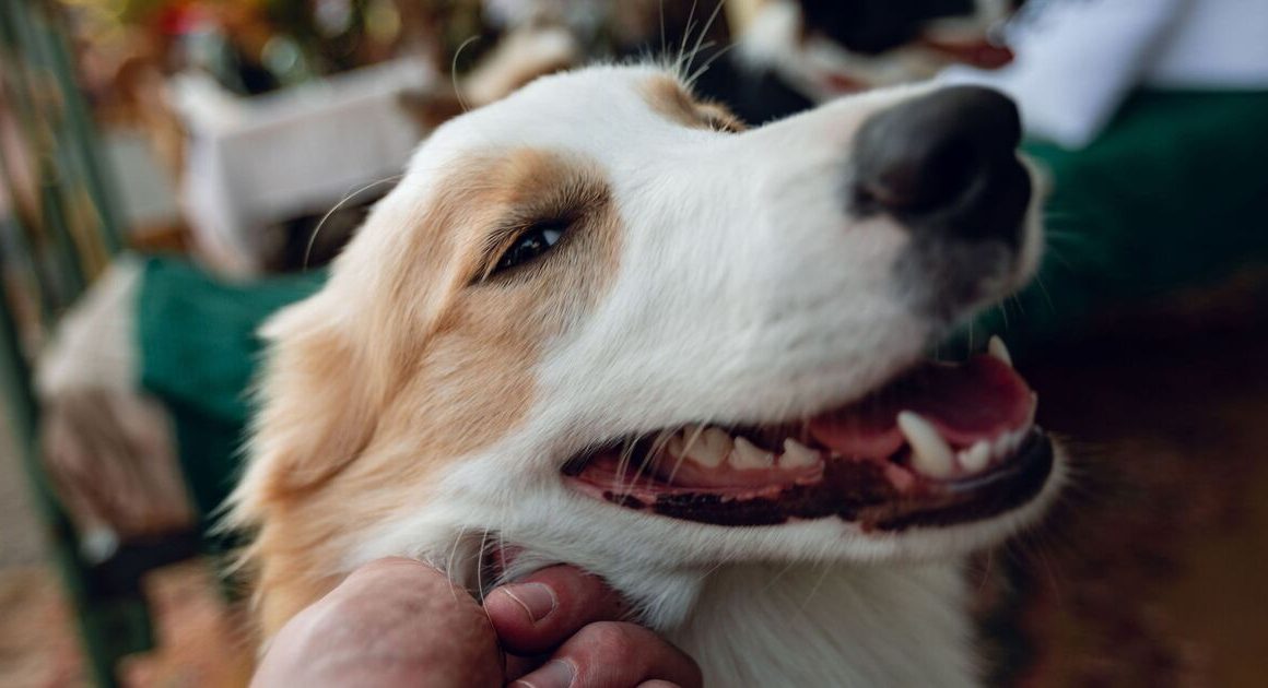 Dog owners risk £1,000 fine if they make this one mistake | UK | News