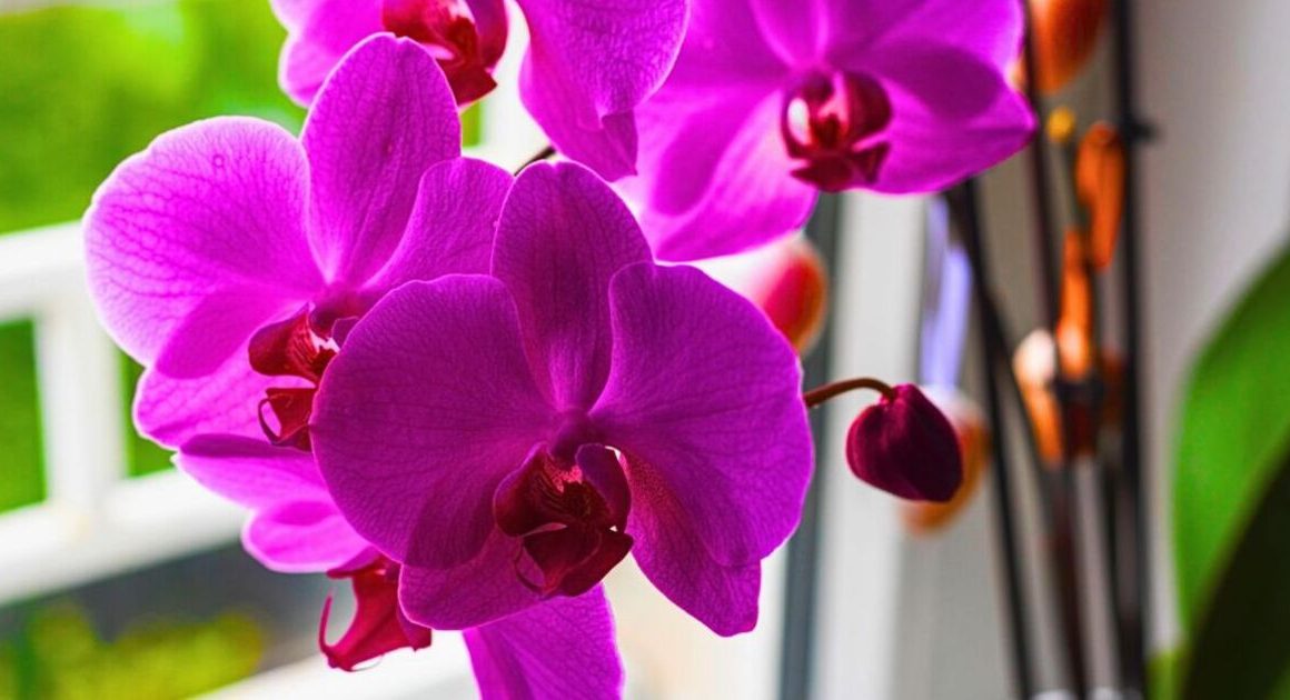 Orchids grow stronger with plenty of flowers if watered with 1 baking ingredient monthly