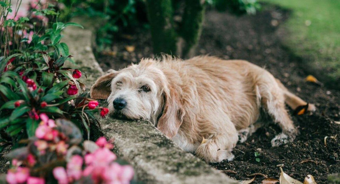 Spring garden warning for UK pet owners over toxic plants that can harm your dog