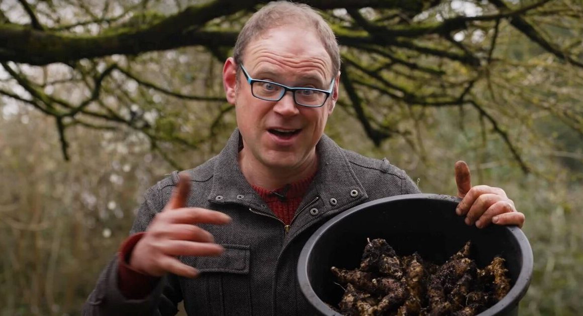 Gardeners told ‘nutritious’ vegetable is ‘easiest to grow’