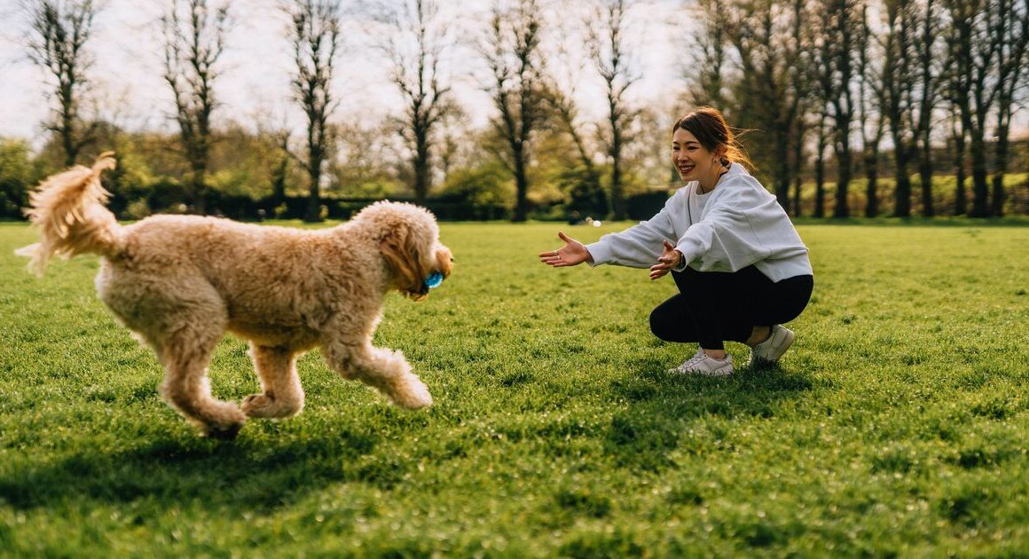 Dog trainer’s ‘simple trick’ to make sure your dog comes back when called