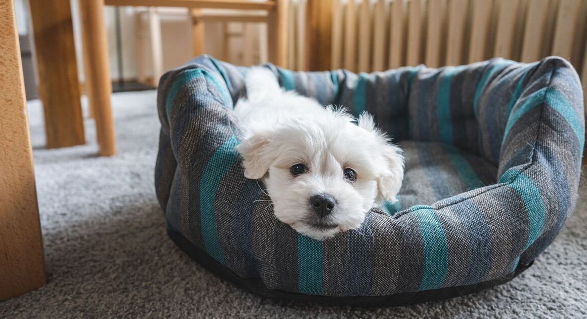 10 of the cutest dogs suited to apartment living