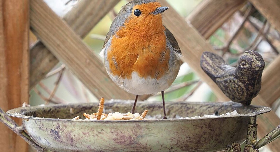 Gardeners urged to leave two fruits on lawns and bird tables in March