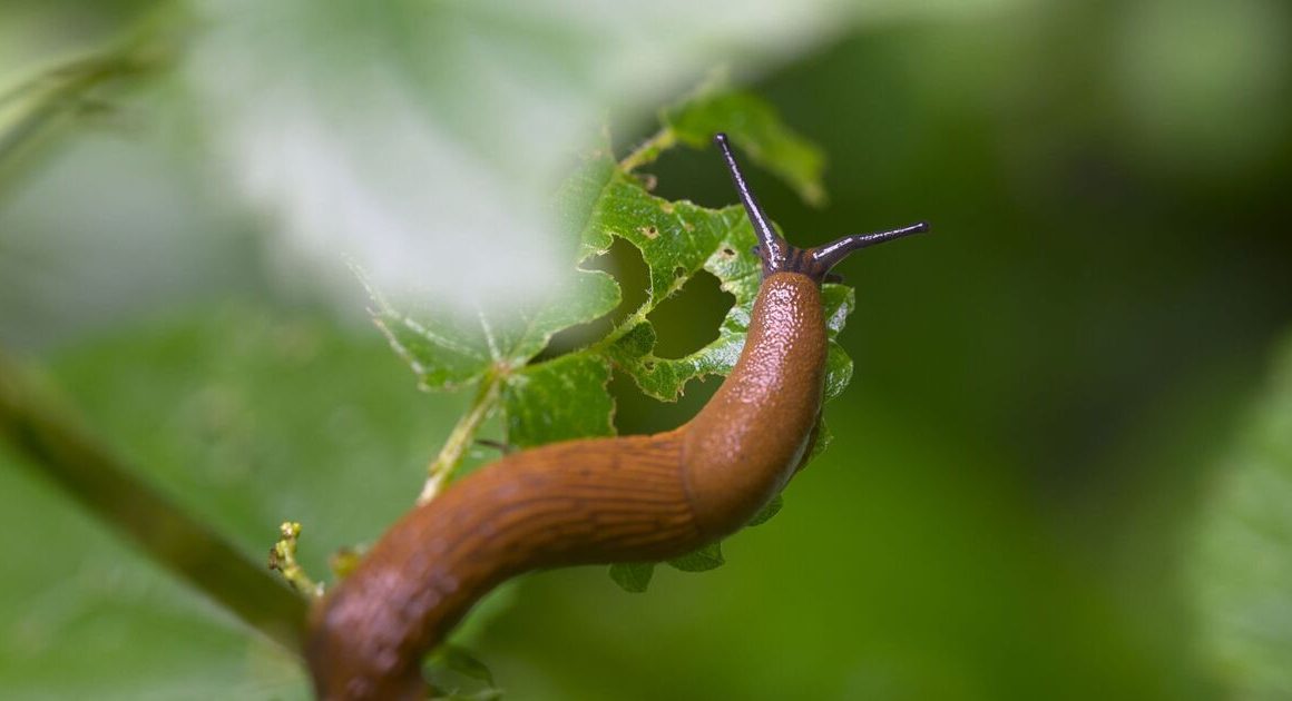 Gardeners can expect fewer slugs this spring due to recent cold snaps