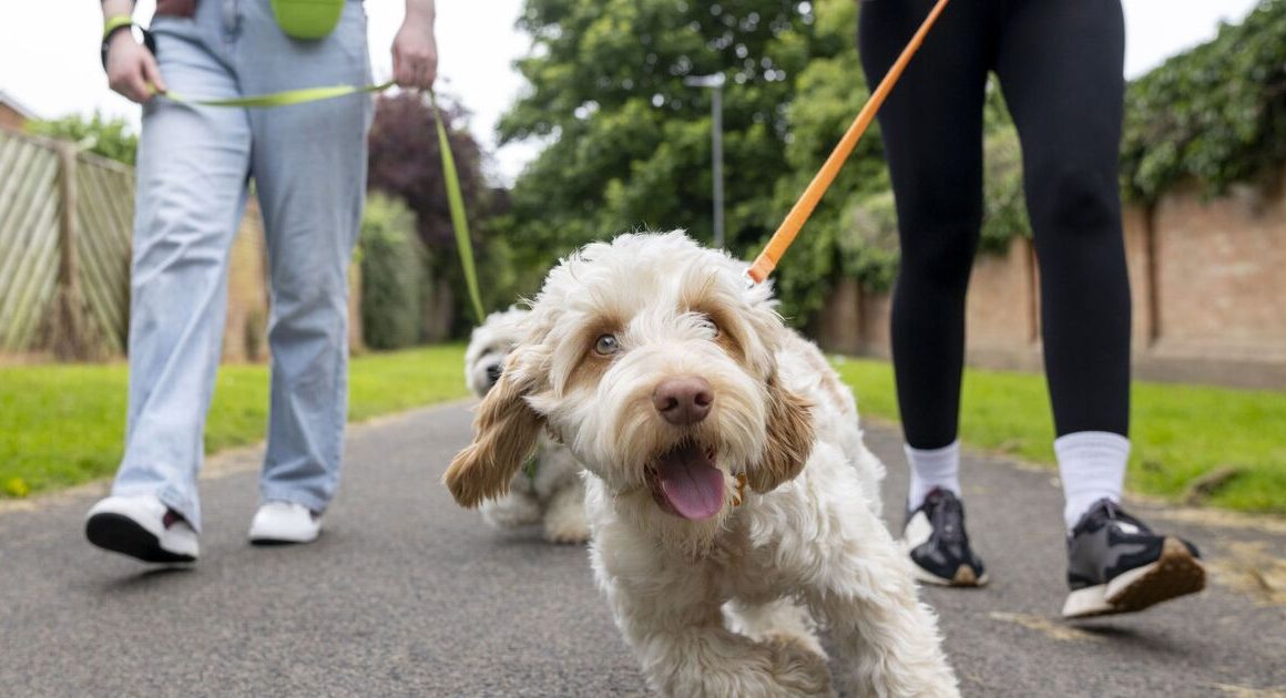 Dog trainer shares one thing you must do to stop pet from pulling lead