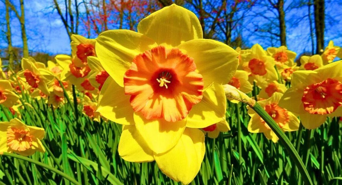 Daffodils bloom bigger and longer-lasting flowers if you do 1 essential task in March