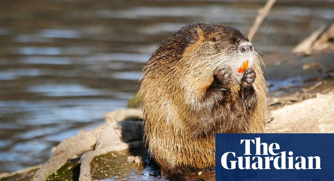 Rodent for dinner? California officials urge residents to eat invasive nutria | California